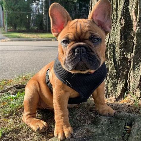 French bulldog $700 michigan - Finding Forever Homes For Puppies For over 20 Years! Since Greenfield Puppies was founded in 2000, we have been connecting healthy puppies with caring, loving families. Our Breeder Background Check ensures healthy and humane breeding practices and a healthier, happier puppy for you! Contact us and find your perfect puppy today!